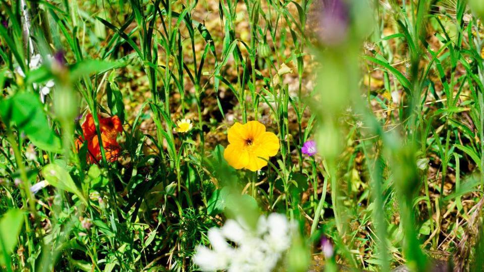 Appartement Gardens